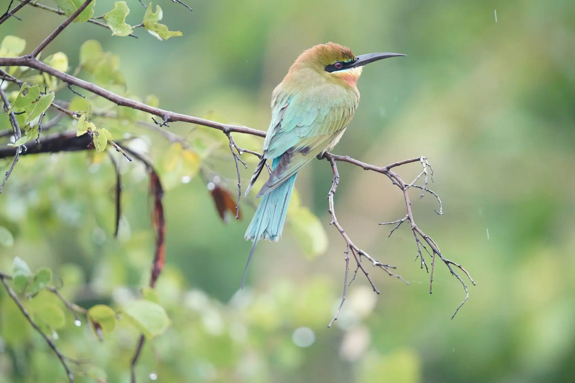 Blue-tailed bee-eater on a twig (Udawalawe)