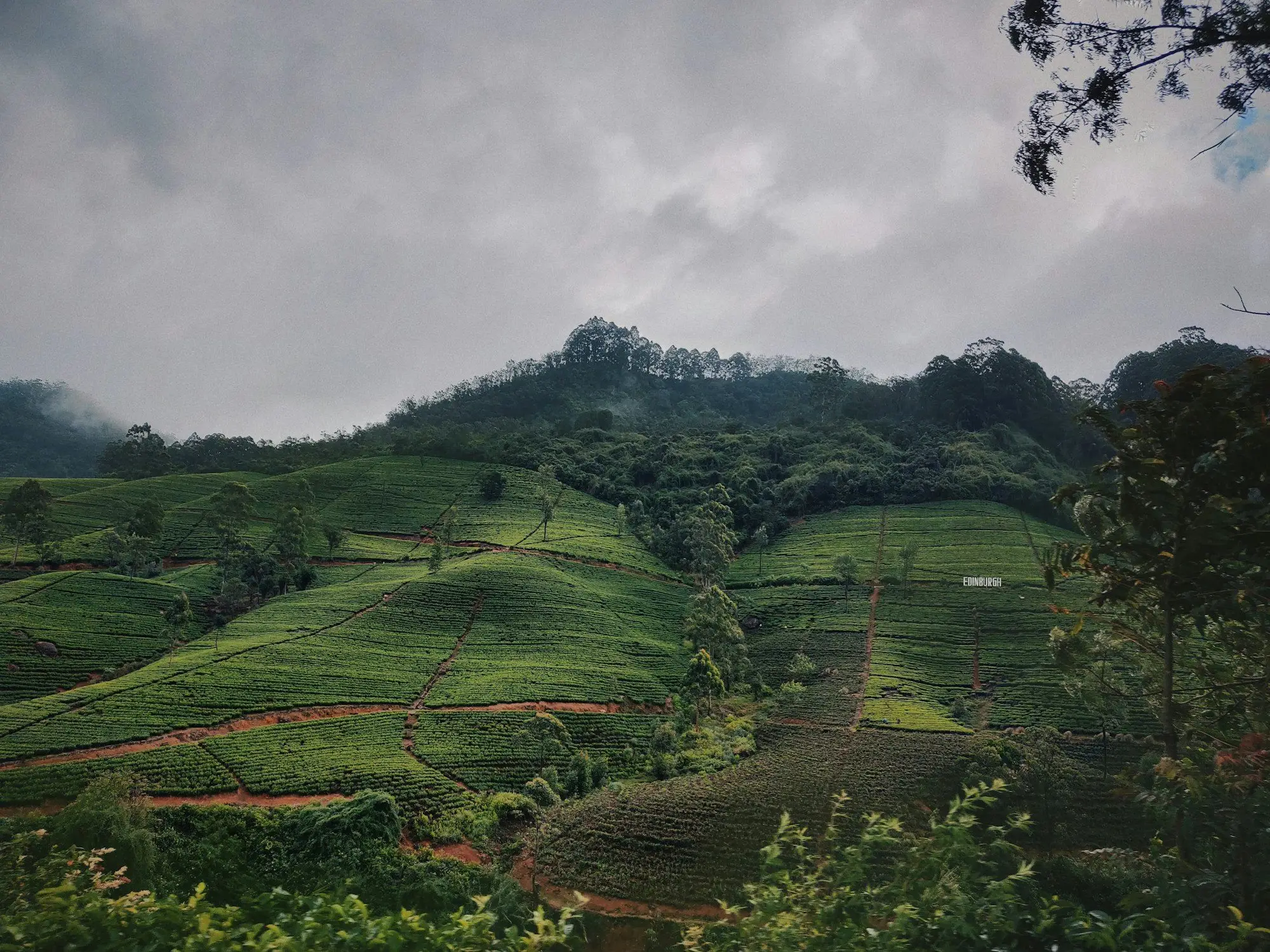 Misty tea terraces in the hill country