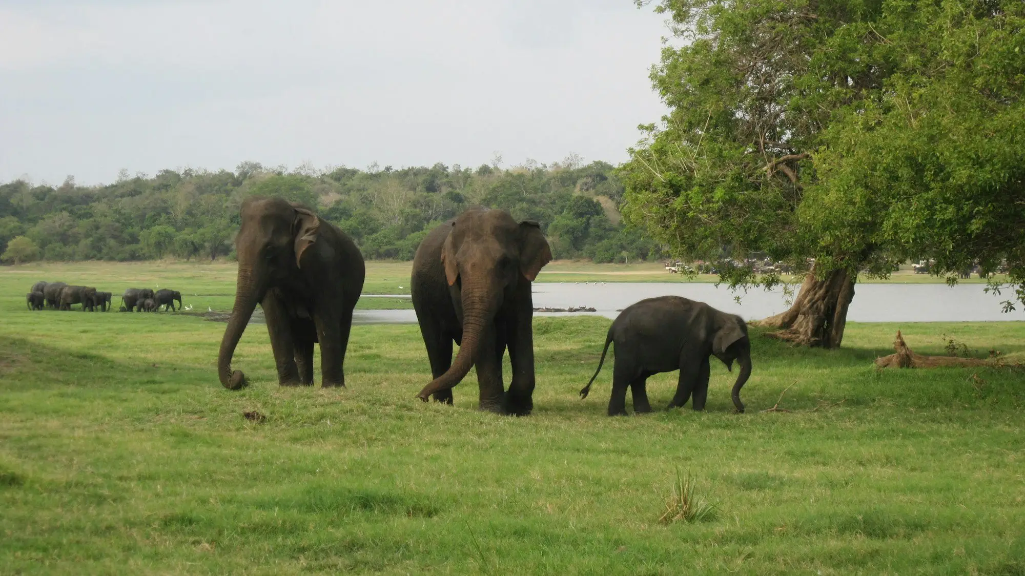 Wild elephant family at Minneriya NP (near Sigiriya)