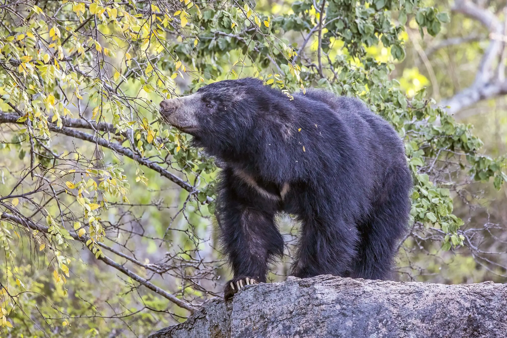 Sri Lankan sloth bear (Melursus ursinus inornatus) male on a rock