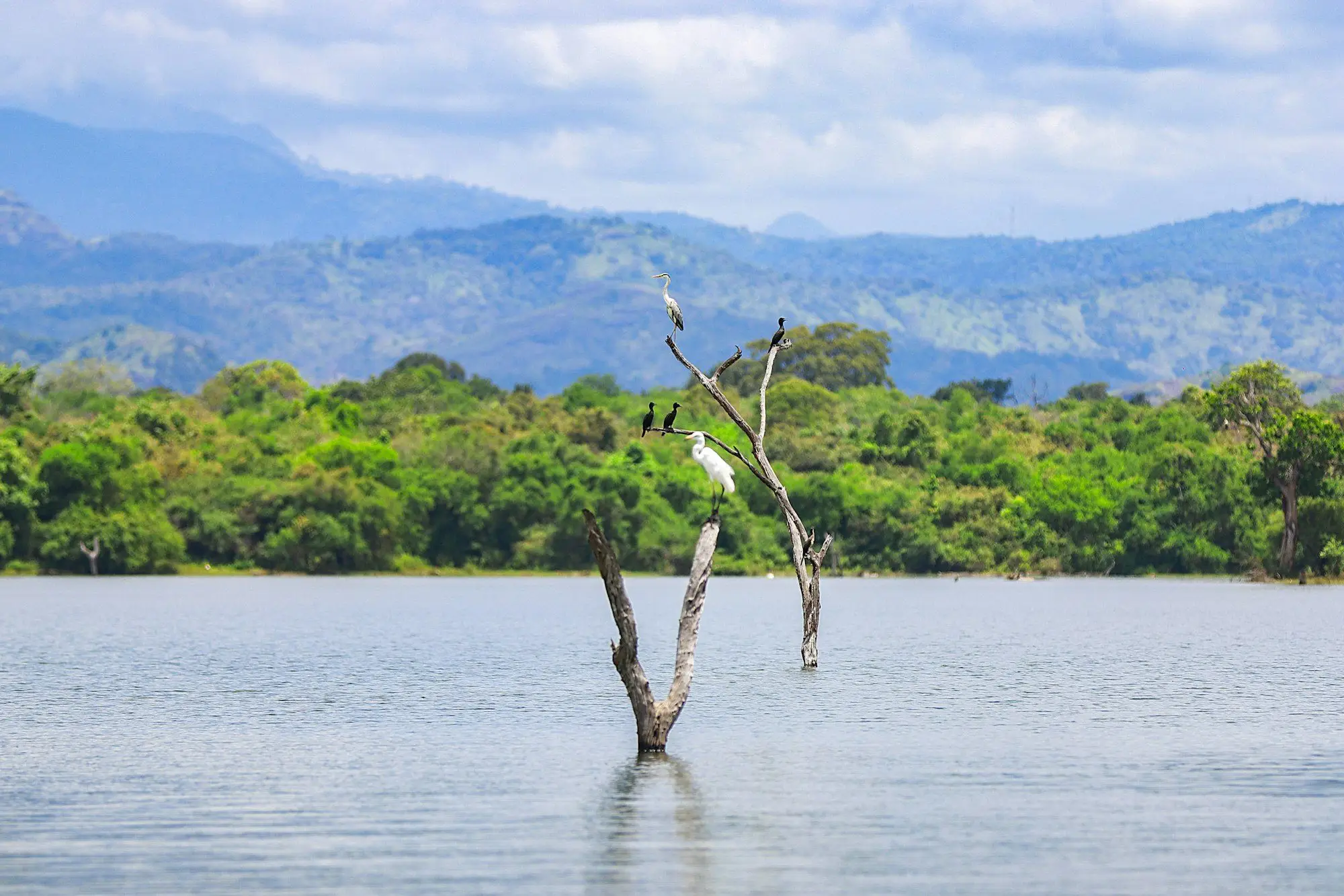 Udawalawe reservoir with dead trees, birds and hills