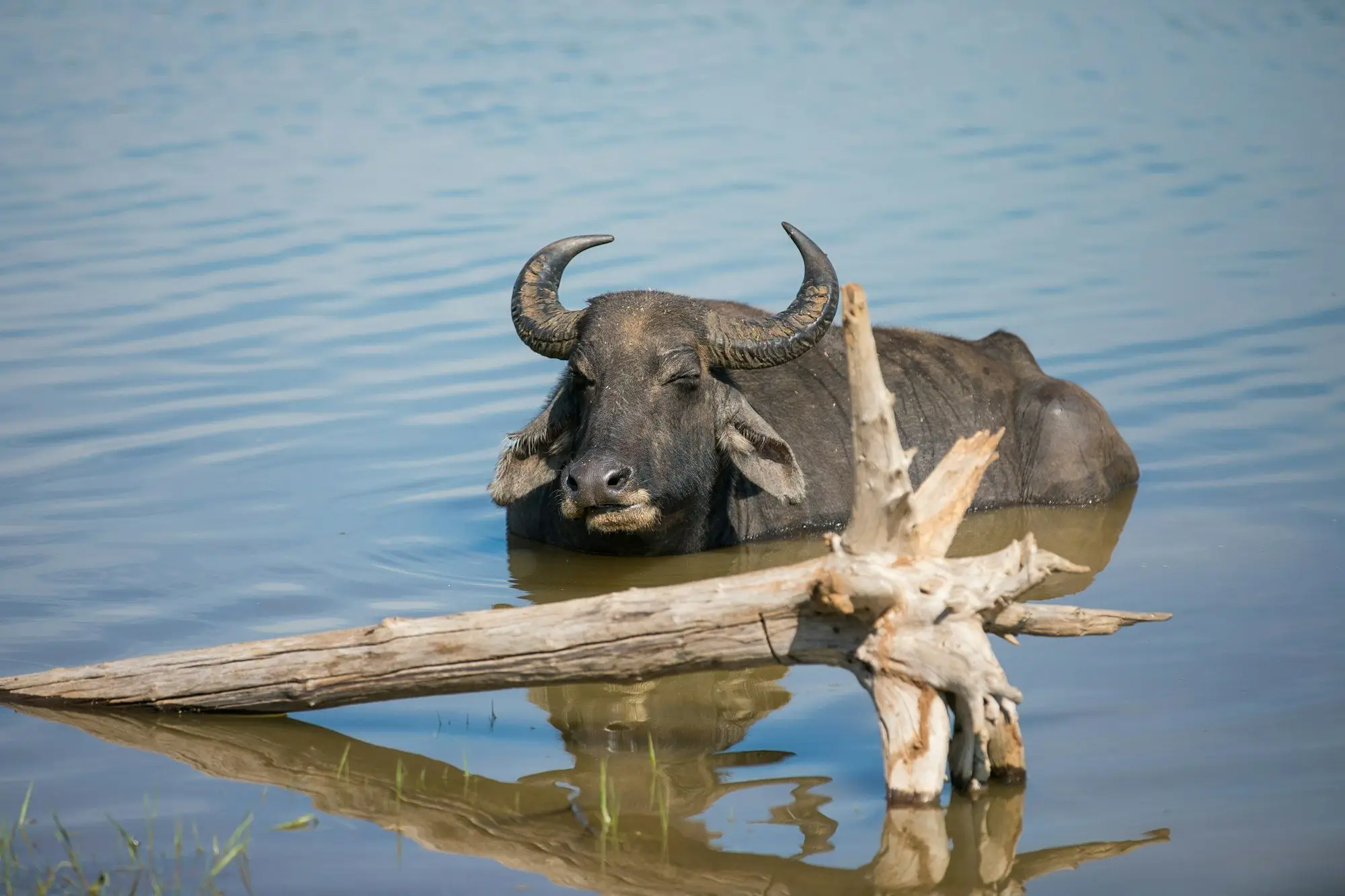 Water buffalo wallowing in a lake (Udawalawe)