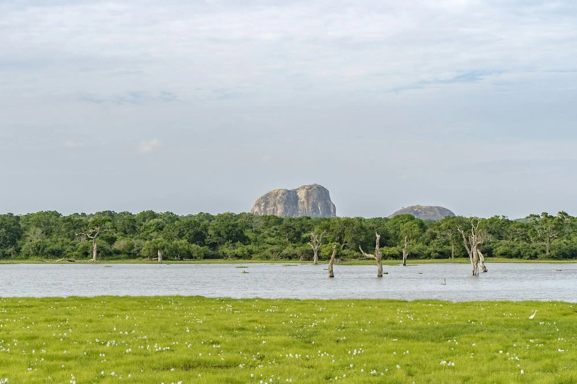 Yala landscape: lake, dead trees and Elephant Rock