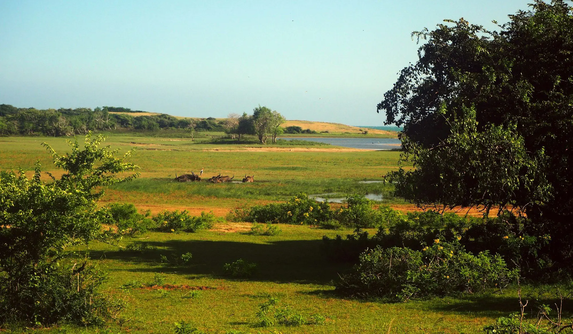 Yala grassland and lagoon with buffalo